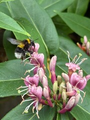 Bumblebee using its proboscis on a ho eysuckle flower