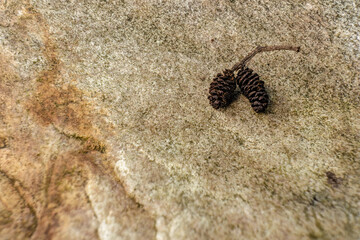 A couple of dried alder catkins on rock; focus stacked macrophotography captured in a forest in the eastern Andean mountains of central Colombia, near the Iguaque natural reserve.