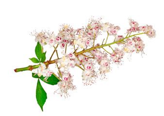 Horse-chestnut flowers isolated on a white background, contour.