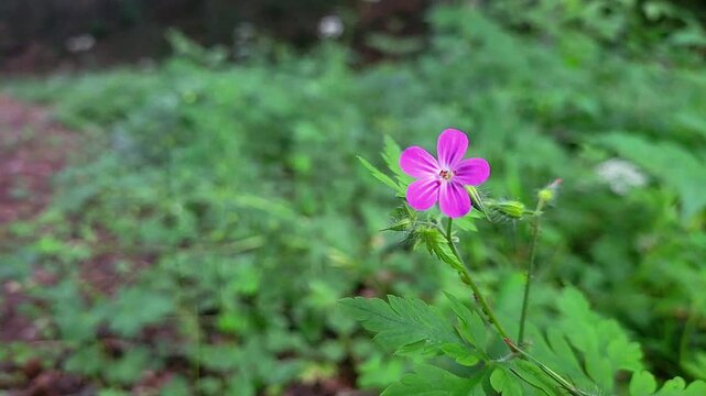 Herb Robert plant (Geranium robertianum)