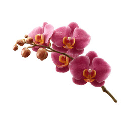 A stunning pink orchid showcasing intricate details, vibrant colors, and delicate petals, perfect for design, decoration, or natural beauty themes.