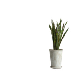 A vibrant green snake plant in a rustic white pot, perfect for adding a touch of nature to any decor. Ideal for indoor spaces, bringing a fresh and lively atmosphere.