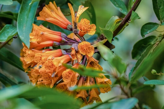 Exotic bomarea flowers blooming within the foliage, in a forest in the eastern Andean mountains of central Colombia, near the Iguaque natural reserve.