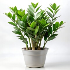 Zz Plant With Glossy Leaves In Studio Lighting On White