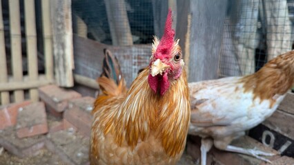 Close-up Portrait of a Curious Brown Rooster in a Backyard Setting