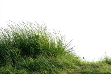 Fototapeta premium Lush Green Grass Against White Background