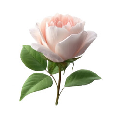 Beautiful pink flower with delicate petals and green leaves, isolated on a white background.