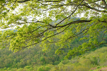 春の日差しに輝く
