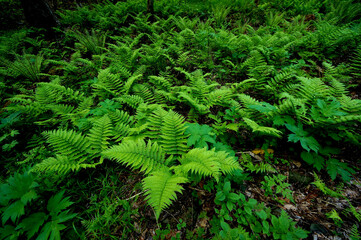 シダの群落
