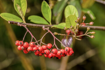 A raceme in a row of tropical cotoneaster berries hanging from the tree, in a garden in the eastern Andean mountains of central Colombia, near the Iguaque natural reserve.