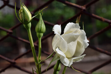 Beautiful fresh delicate white roses in the garden.  Floryculture. Close-up.
