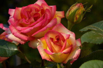 Beautiful fresh delicate yellow multi-colored roses in the garden.  Floryculture. Close-up.