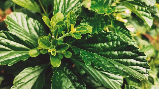 Close-up footage of Strobilanthes crispus, also known as Black Face General. Shows the fresh, crumpled green leaves in daylight. Ideal for nature, herbal, or medicinal visual content.