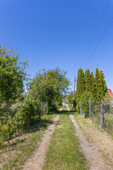Country dirt road with grass between fences and trees on a clear sunny day.