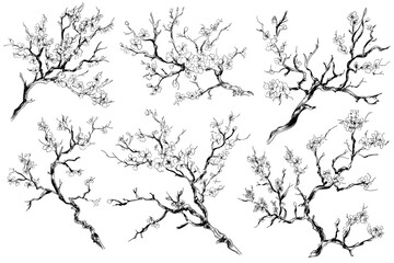 Obraz premium Elegant Blossom Branch Line Art: Botanical Prints & Designs