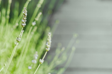 Lavender blossoms growing alongside a rustic wooden pathway in bright daylight