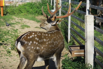 Spotted Deer with Majestic Antlers in Enclosed Habitat on Sunny Day