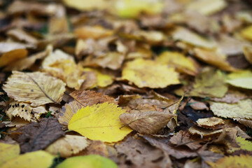 Autumn Fallen Leaves on Ground: Vibrant Yellow and Brown Foliage in Crisp Seasonal Scene for Nature Photography