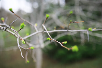 Spring Budding Branches with Fresh Green Leaves Against a Blur Background