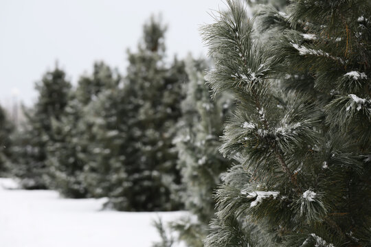 Snow-Covered Evergreen Trees in Winter Landscape with Frosty Pines - Powered by Adobe