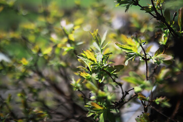 Close-up of Fresh Green Leaves in Sunlight - Nature, Growth, and Renewal in Spring