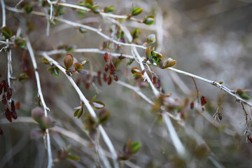 Nature Close-Up: Young Green Leaves and Branches with Emerging Buds