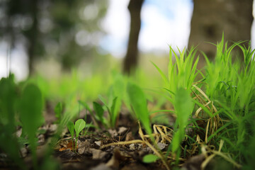 Close-Up of Green Plants and Grass Growing in Forested Area with Blurred Trees in Background