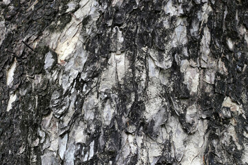 Close up of tree bark