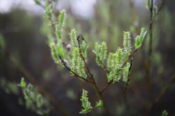 Close-Up of Fresh Green Budding Willow Branches in Natural Springtime Setting