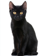 Elegant black kitten sitting upright, centered, and directly facing the camera. For pet adoption, animal care, or veterinary promotions