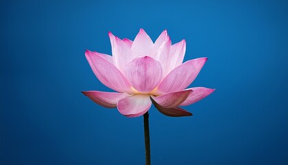 pink lotus flower on blue background