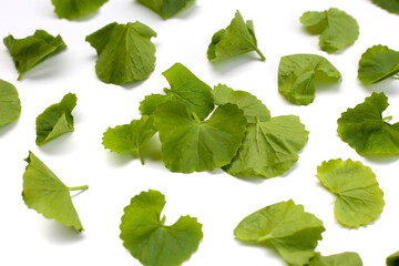 Gotu kola plant, Fresh green leaves of herb