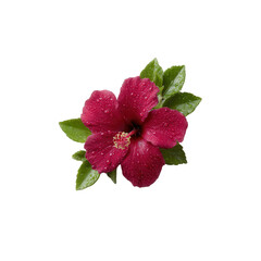 Vibrant hibiscus flower with droplets of water on its petals, showcasing rich colors and lush green leaves, isolated on a pure white background for a stunning visual appeal.