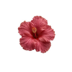 Vibrant pink hibiscus flower with detailed petals, perfect for backgrounds or botanical themes against a white isolated background.