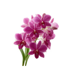 Vibrant bouquet of pink orchids, showcasing delicate petals and lush green stems, presented against a white isolated background.