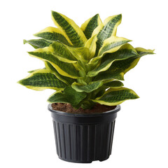 Vibrant, lush foliage from a green and yellow variegated houseplant in a black pot, showcasing natural beauty and vitality perfect for home decor or gardening enthusiasts.