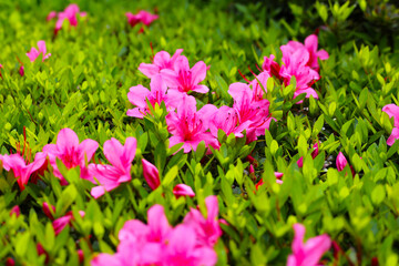 Obraz premium Pink and white azalea flowers blooming beautifully along a pedestrian sidewalk in Tokyo, Japan