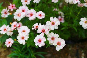 Ranunculus lux flower blooming in Japan park