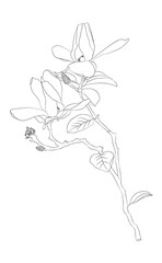 Isolated bouquets branches of flowers with outline drawing hand drawn transparency background.