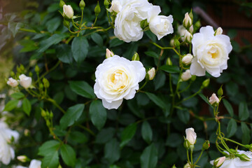 A beautiful rose bush in a public park in Japan