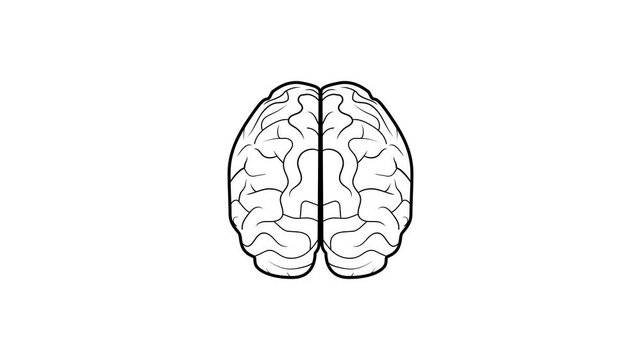 Human brain top view simple line drawing animation. 