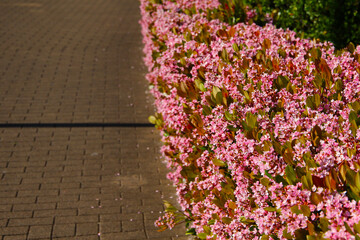 Rhaphiolepis indica flowers blooming beautifully along a pedestrian sidewalk in Tokyo, Japan