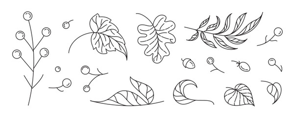 Minimalist vector clipart of oak leaves, acorns, and twigs in clean outline style. Great for eco-friendly prints, fall decor, invitations, and natural product design.