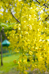 Cassia fistula flower on tree