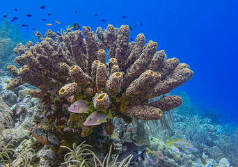 Caribbean coral garden, Bonaire underwater