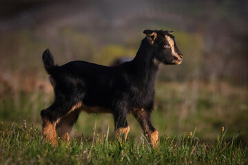 Baby goat
