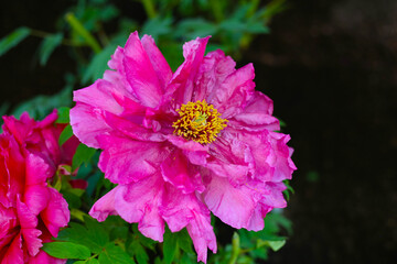 Beautiful flower of paeonia plant