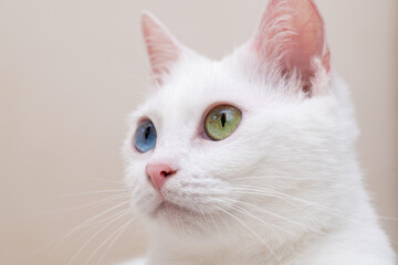 オッドアイの白い猫