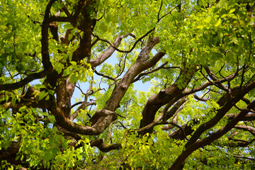 Fototapeta premium Giant camphor tree at the Meiji Shrine in Tokyo, Japan