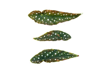 Begonia maculata leaves on white background.